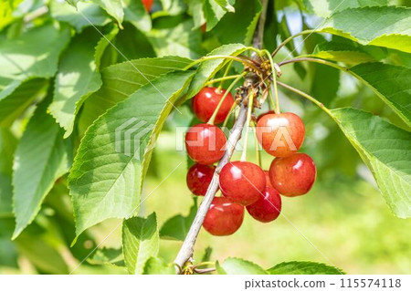 紅成熟的櫻桃（佐藤錦） 櫻桃採摘 山形縣東根市 115574118