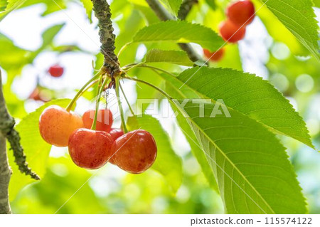 紅成熟的櫻桃（佐藤錦） 櫻桃採摘 山形縣東根市 115574122