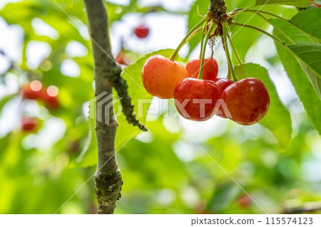 紅成熟的櫻桃（佐藤錦） 櫻桃採摘 山形縣東根市 115574123