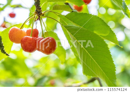 紅成熟的櫻桃（佐藤錦） 櫻桃採摘 山形縣東根市 115574124