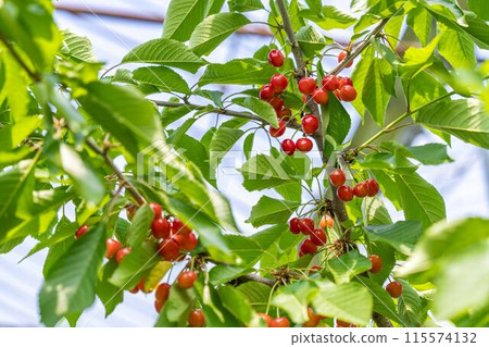 Red Ripe Cherries (Sato Nishiki) Cherry Picking Higashine City, Yamagata Prefecture 115574132