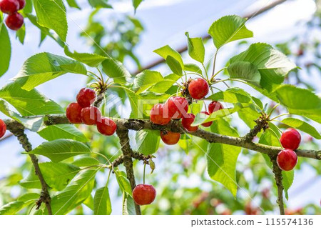 紅成熟的櫻桃（佐藤錦） 櫻桃採摘 山形縣東根市 115574136