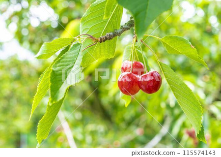 紅成熟的櫻桃（佐藤錦） 櫻桃採摘 山形縣東根市 115574143