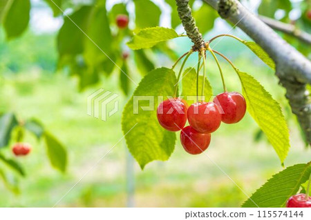 Red Ripe Cherries (Sato Nishiki) Cherry Picking Higashine City, Yamagata Prefecture Red Ripe Cherries (Sato Nishiki) Cherry Picking Higashine City, Yamagata Prefecture 115574144