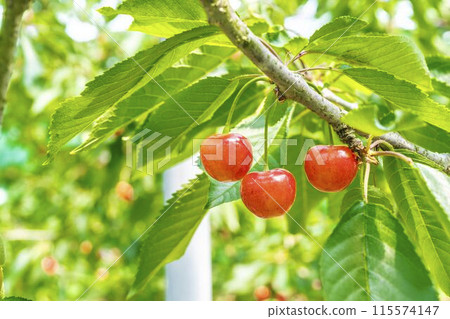 Red Ripe Cherries (Sato Nishiki) Cherry Picking Higashine City, Yamagata Prefecture 115574147