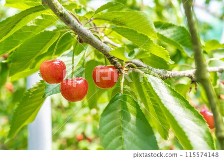 Red Ripe Cherries (Sato Nishiki) Cherry Picking Higashine City, Yamagata Prefecture 115574148
