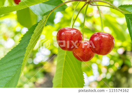 Red Ripe Cherries (Sato Nishiki) Cherry Picking Higashine City, Yamagata Prefecture Red Ripe Cherries (Sato Nishiki) Cherry Picking Higashine City, Yamagata Prefecture 115574162