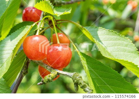 紅成熟的櫻桃（佐藤錦） 櫻桃採摘 山形縣東根市 115574166