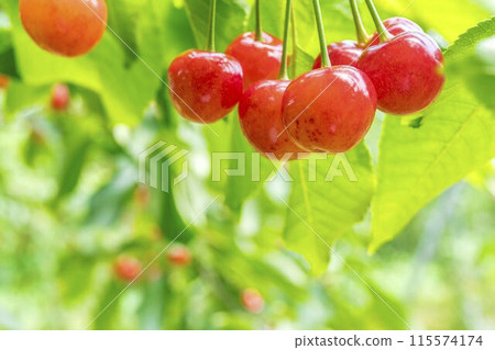 Red Ripe Cherries (Sato Nishiki) Cherry Picking Higashine City, Yamagata Prefecture 115574174