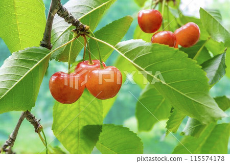 Red Ripe Cherries (Sato Nishiki) Cherry Picking Higashine City, Yamagata Prefecture 115574178