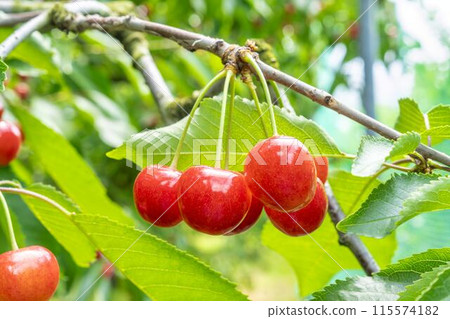 Red Ripe Cherries (Sato Nishiki) Cherry Picking Higashine City, Yamagata Prefecture Red Ripe Cherries (Sato Nishiki) Cherry Picking Higashine City, Yamagata Prefecture 115574182