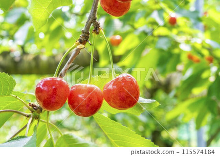Red Ripe Cherries (Sato Nishiki) Cherry Picking Higashine City, Yamagata Prefecture 115574184