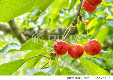 Red Ripe Cherries (Sato Nishiki) Cherry Picking Higashine City, Yamagata Prefecture 115574186