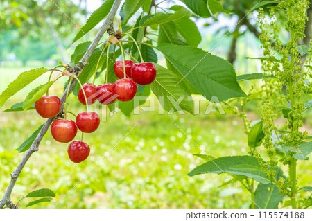 Red Ripe Cherries (Sato Nishiki) Cherry Picking Higashine City, Yamagata Prefecture 115574188