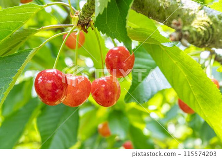 Red Ripe Cherries (Sato Nishiki) Cherry Picking Higashine City, Yamagata Prefecture 115574203