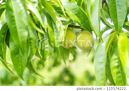 還是小而藍的桃果 還是小而藍的桃果 115574222