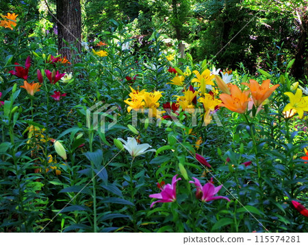 Colorful lilies in bloom Colorful lilies in bloom 115574281