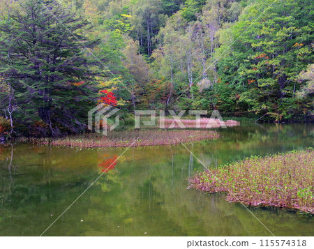 長野縣乘鞍高原，紅葉開始的“舞梅之池” 115574318