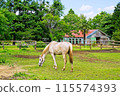 初夏的秋元牧場 115574393