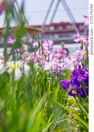 Koiwa Iris Garden and Keisei Train 115574394