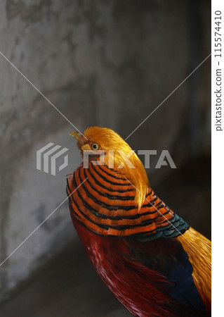 一隻雄性金魚抬頭 115574410