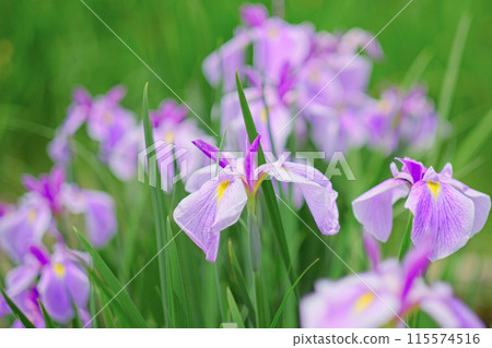 Iris 115574516