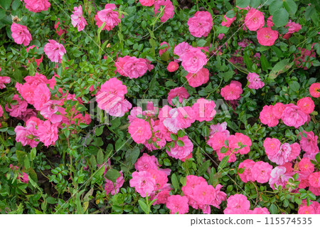 Roses background in flowers garden. Aromatic rose hip flowerson bush in garden. Romantic Rose valley. Roses background in flowers garden. Aromatic rose hip flowerson bush in garden. Romantic Rose valley. 115574535