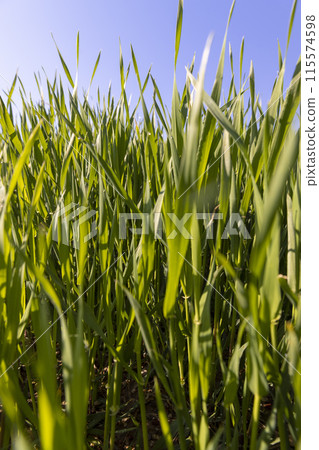 a green wheat field in the spring season 115574598