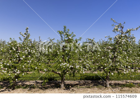 apple trees blooming with white flowers in spring 115574609