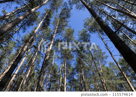 pine forest with tall trees against a blue sky background pine forest with tall trees against a blue sky background 115574614