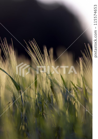 a new wheat harvest at sunset 115574653