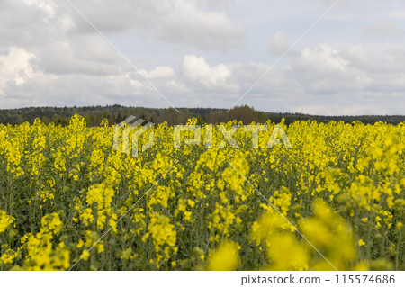 yellow rapeseed flowers against the sky with clouds yellow rapeseed flowers against the sky with clouds 115574686
