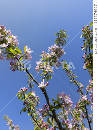 Beautiful pink apple blossoms on a blue sky background Beautiful pink apple blossoms on a blue sky background 115574697