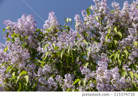 new lilac flowers in the spring season new lilac flowers in the spring season 115574710