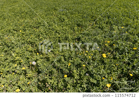 a field where grass and flowers grow for hay harvesting a field where grass and flowers grow for hay harvesting 115574712