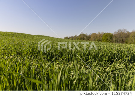 a green wheat field in the spring season a green wheat field in the spring season 115574724