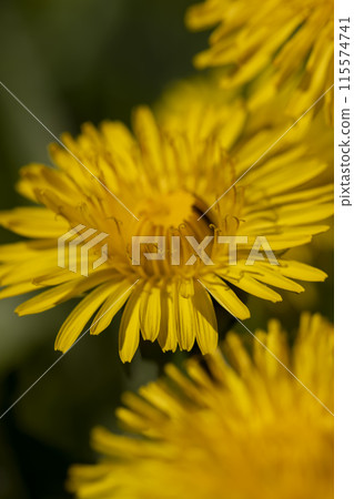 blooming yellow dandelions in spring blooming yellow dandelions in spring 115574741