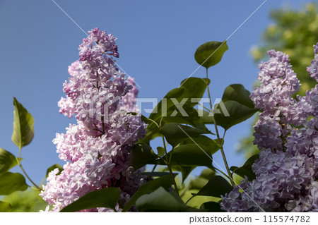 lilac bush during flowering lilac bush during flowering 115574782