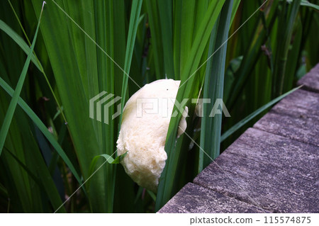 Egg mass of Moriagal 115574875
