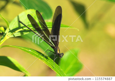 Atrocalopteryx蟬 Atrocalopteryx蟬 115574887