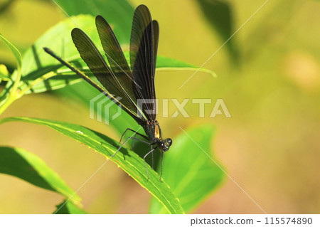 Hagorotorbo Hagorotorbo 115574890