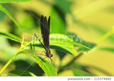 Hagorotorbo 115574892