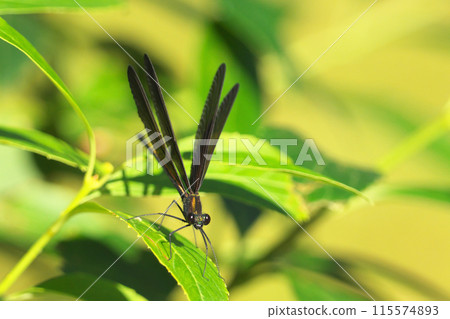 Hagorotorbo 115574893