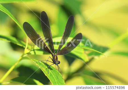 Hagorotorbo Hagorotorbo 115574896