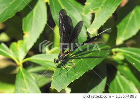Atrocalopteryx蟬 Atrocalopteryx蟬 115574898