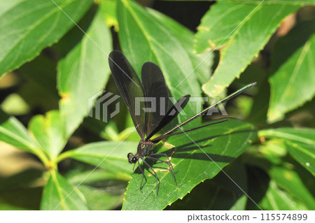 Atrocalopteryx蟬 Atrocalopteryx蟬 115574899