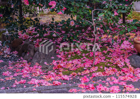 A view of Jizo-in Temple, a Jodo sect temple in Kita-ku, Kyoto City, also known as "Tsubaki-dera" (Camellia Temple), with camellias in full bloom. 115574928