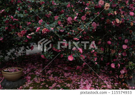 A view of Jizo-in Temple, a Jodo sect temple in Kita-ku, Kyoto City, also known as "Tsubaki-dera" (Camellia Temple), with camellias in full bloom. A view of Jizo-in Temple, a Jodo sect temple in Kita-ku, Kyoto City, also known as "Tsubaki-dera" (Camellia Temple), with camellias in full bloom. 115574933