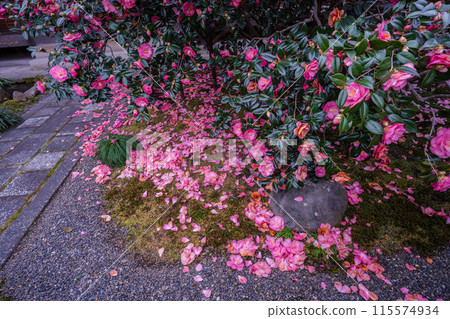 A view of Jizo-in Temple, a Jodo sect temple in Kita-ku, Kyoto City, also known as "Tsubaki-dera" (Camellia Temple), with camellias in full bloom. A view of Jizo-in Temple, a Jodo sect temple in Kita-ku, Kyoto City, also known as "Tsubaki-dera" (Camellia Temple), with camellias in full bloom. 115574934