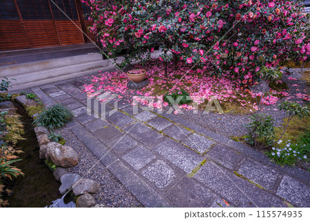地藏院山茶花盛開的景象，是位於京都市北區的淨土宗寺廟，綽號“椿寺” 115574935